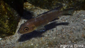 Metriaclima melissa 'Chewere'